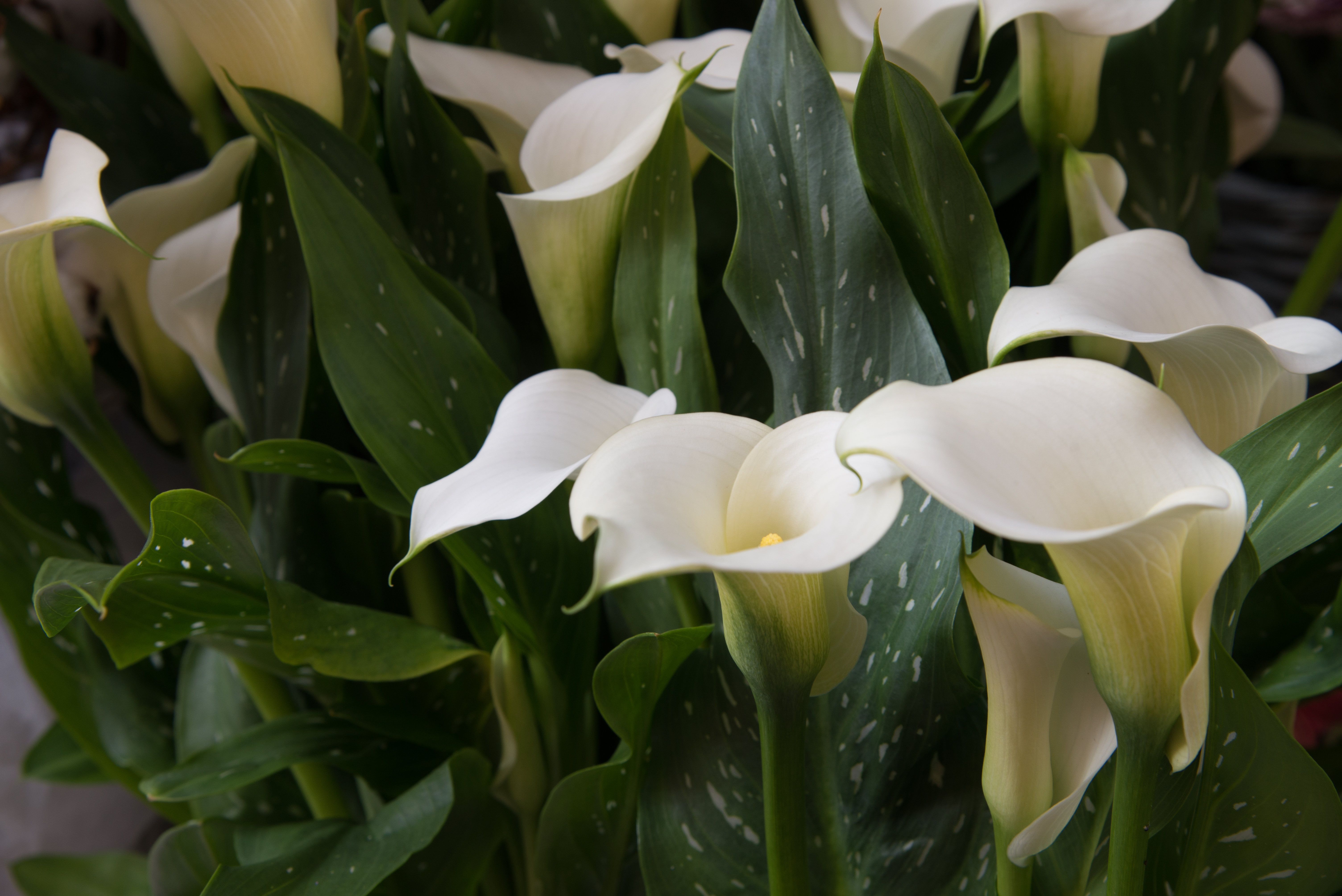 JIT CFO Accountability Tammy McCarty